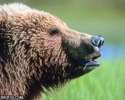 В Македонии состоялся суд над медведем, разорявшим частные ульи