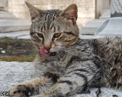 Суд Петербурга посадил кошку под домашний арест