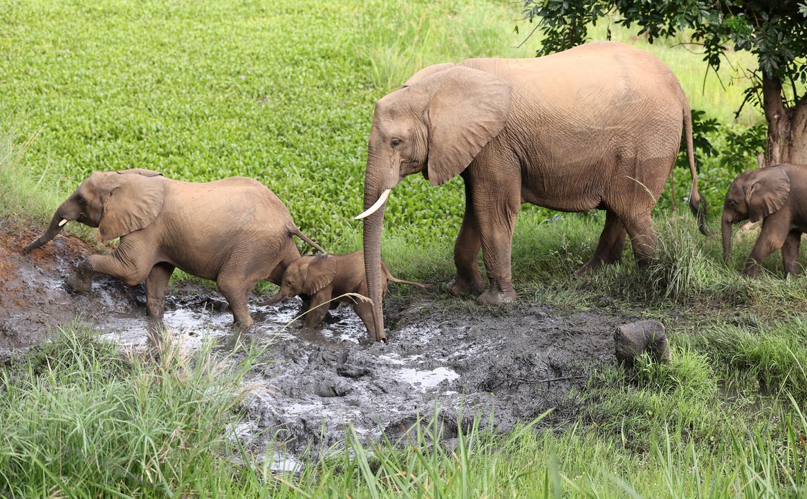 Фото: Warren Little / Getty Images