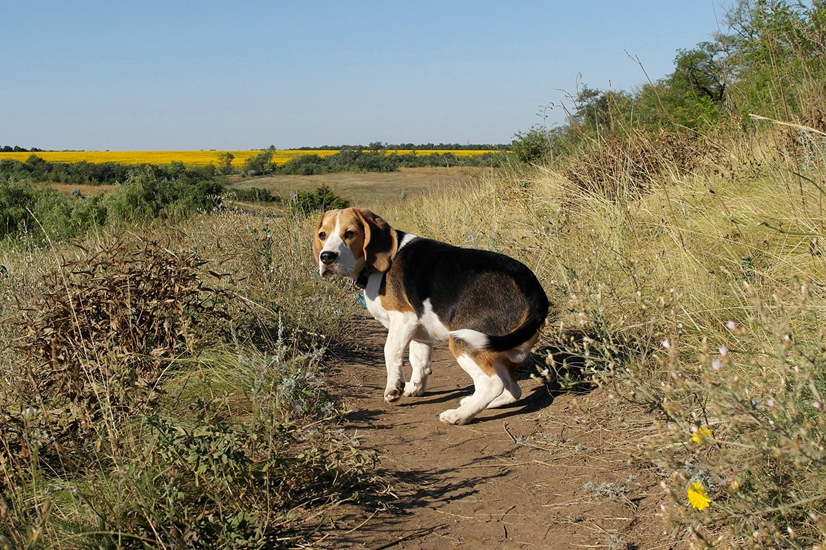 Важно смотреть на положение тела и глаза собаки и оценивать ситуацию в целом