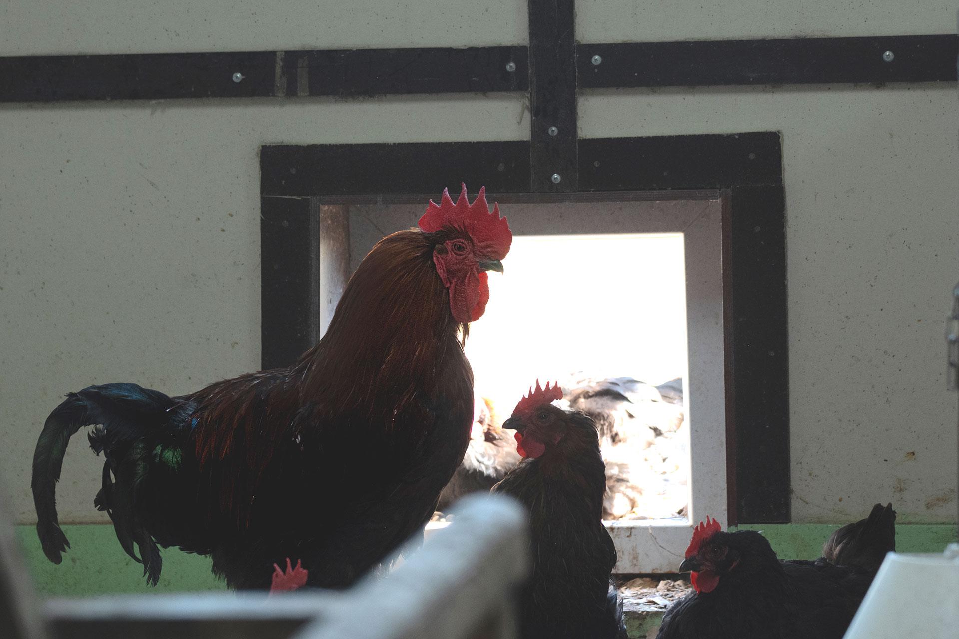 Ферма &laquo;Red Wall Family&raquo;