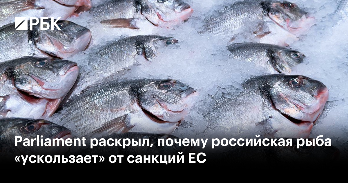 Parliament раскрыл, почему российская рыба «ускользает» от санкций ЕС