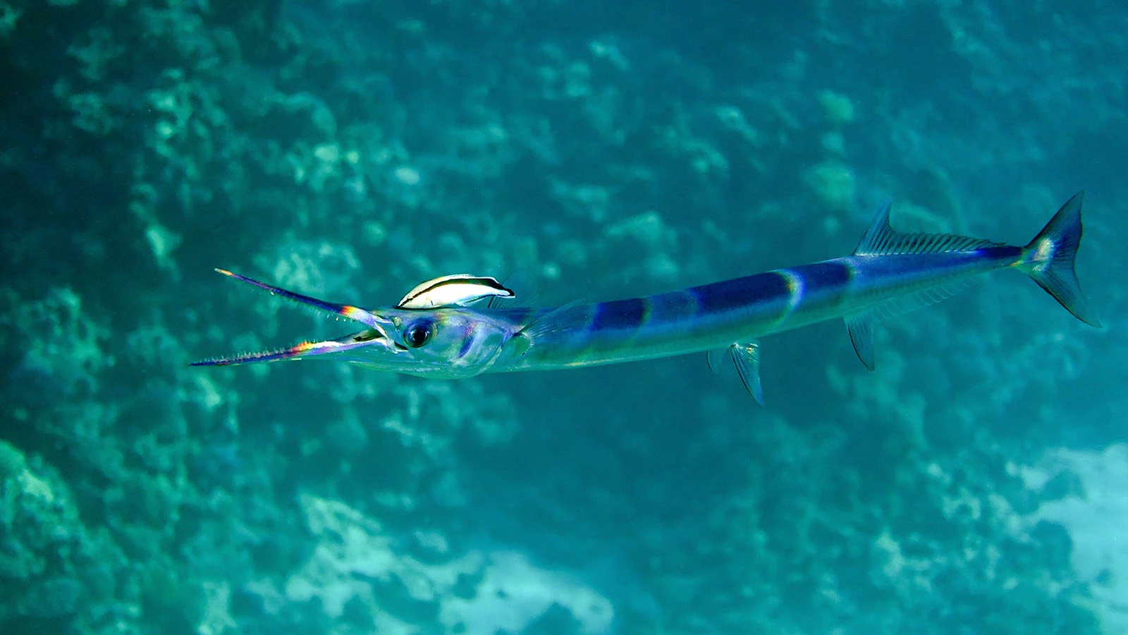 Сарган (Tylosurus crocodilus)