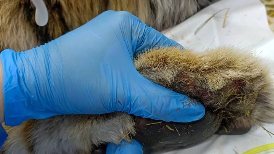 центр "Амурский тигр"