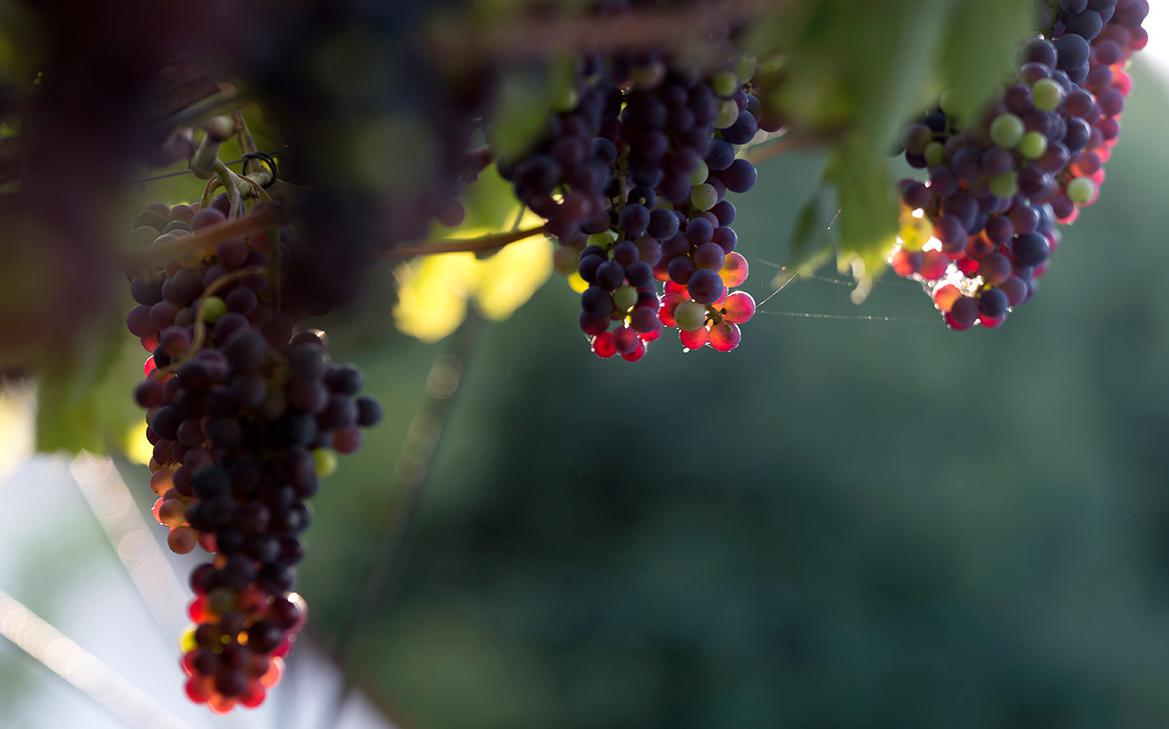 «Ариант», активы которого потребовали изъять, открыл центр виноградарства