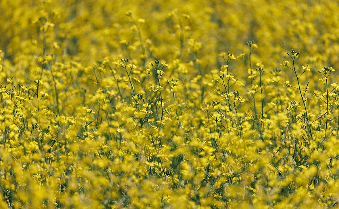 Сергей Елагин / Бизнес Online / Global Look Press