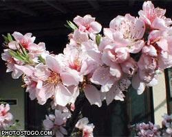 Сакура возвестила японцев о приходе весны 