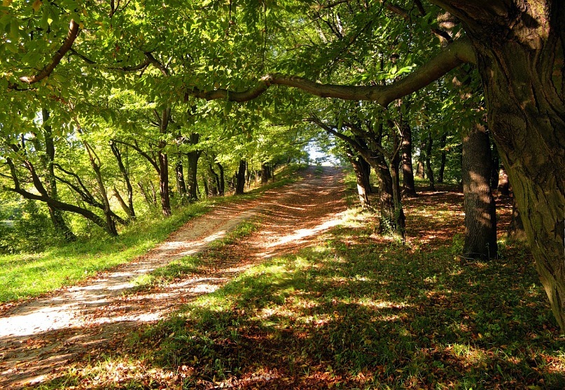 Ландшафтный парк в калининграде фото