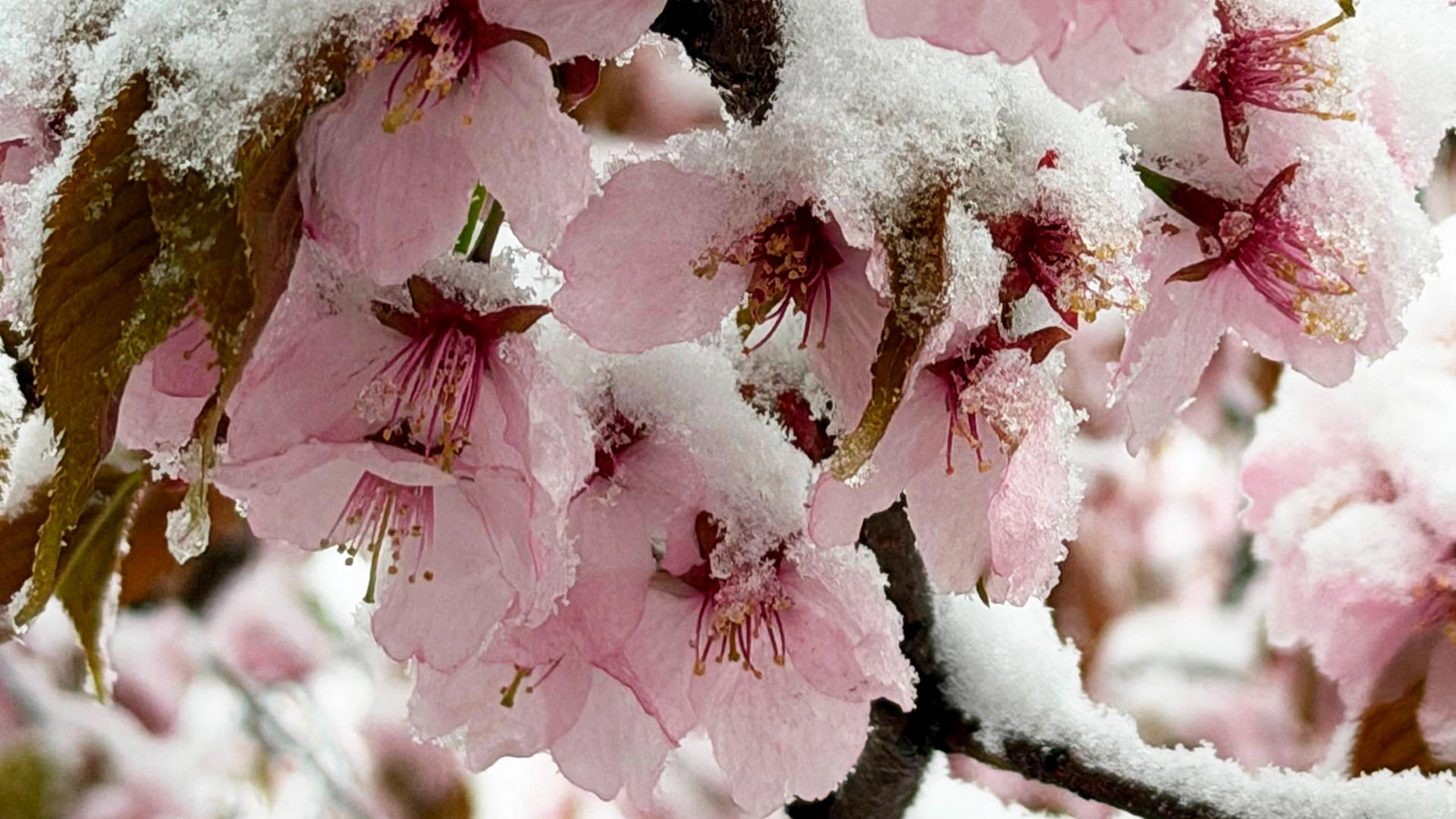 Снегопад в «Аптекарском огороде»