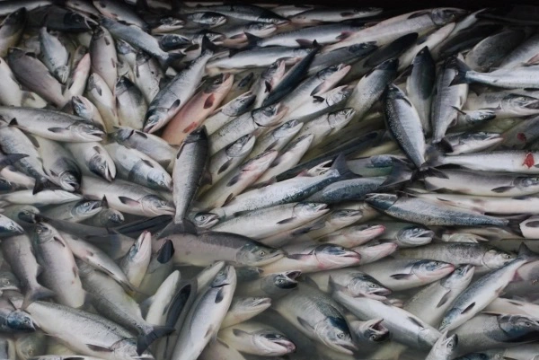 Объединенная пресс-служба Росрыболовства