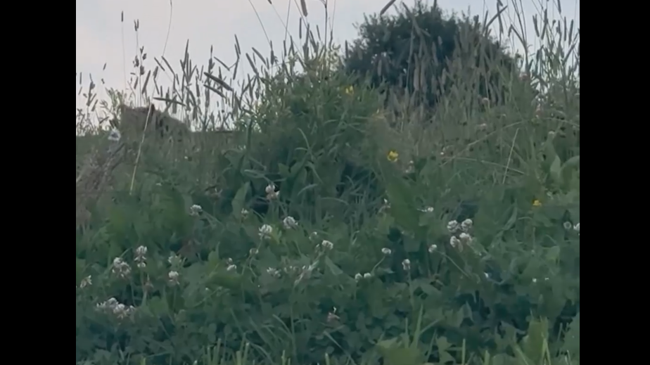 Медведь напал на команду башкирской певицы во время отдыха в лесу