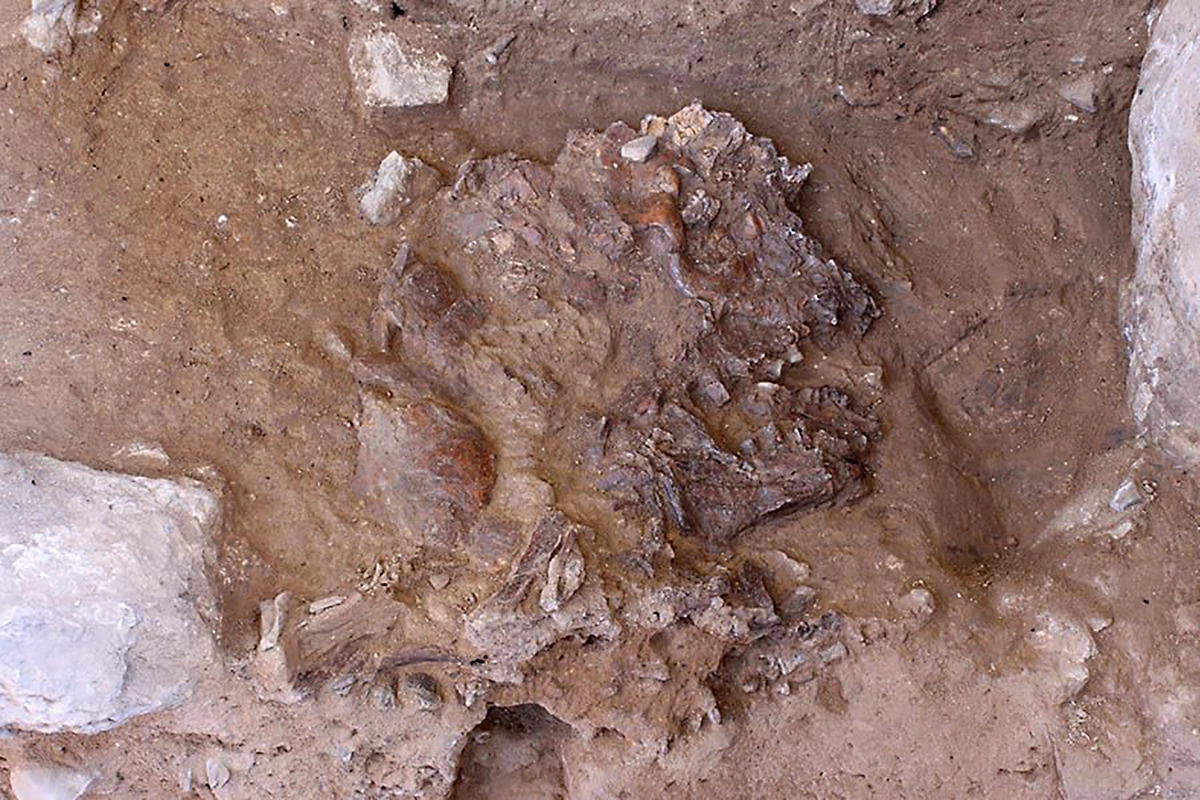 <p>Найденный череп был сплющен камнепадом примерно до 2 см толщиной и раздроблен на мелкие части</p>