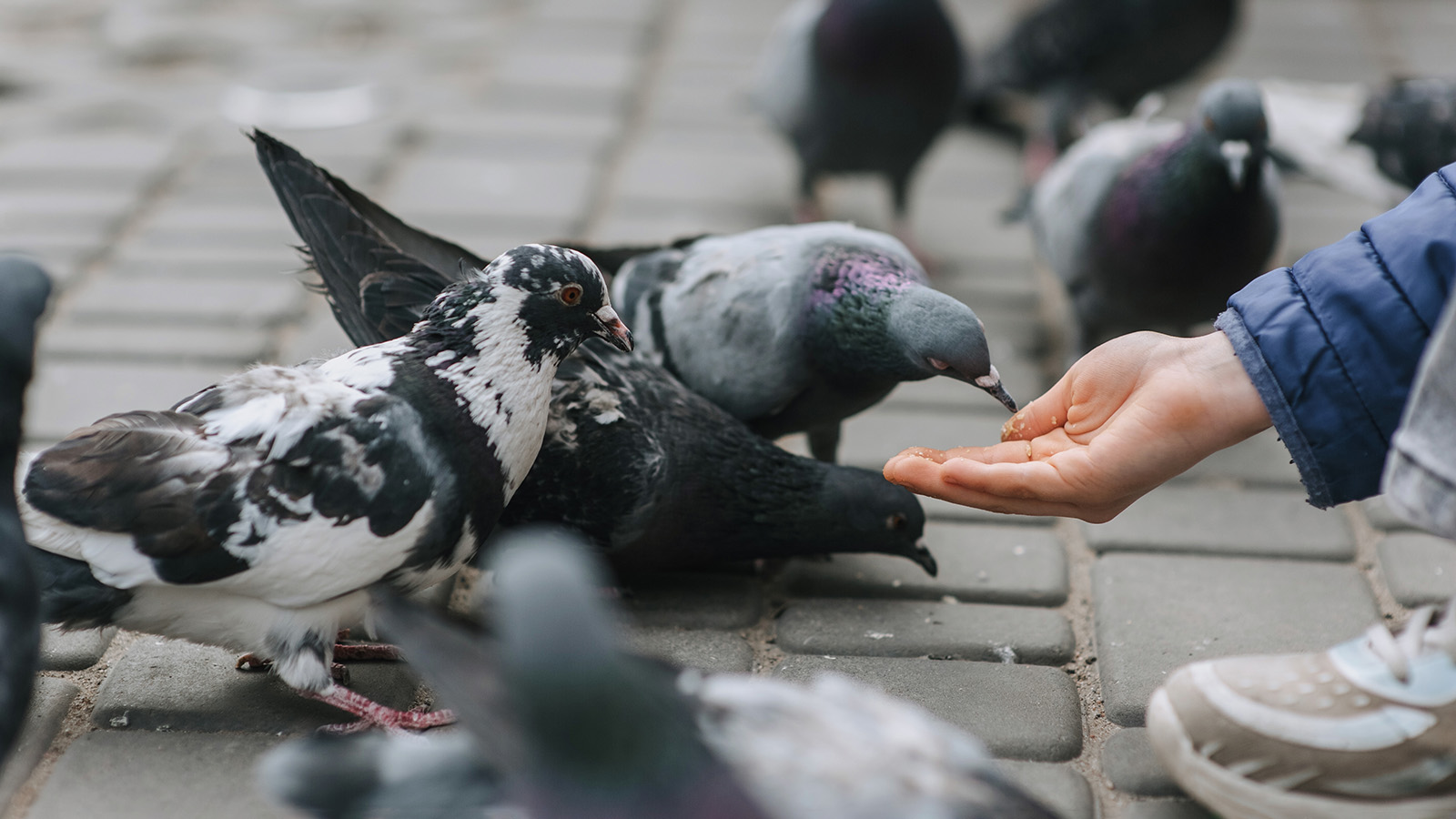 Кормление птиц может привести к штрафу до ₽500 000