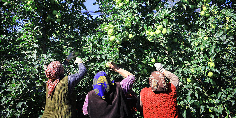 Геннадий Тимченко купит долю в кубанском производителе яблок