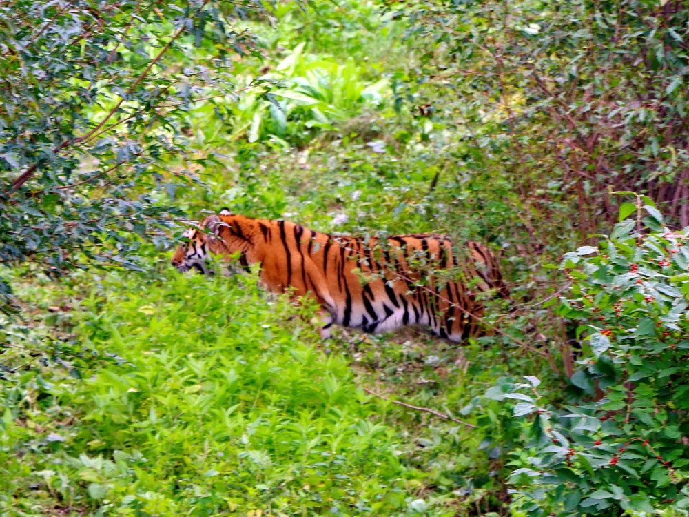 ФГБУ «Земля леопарда»