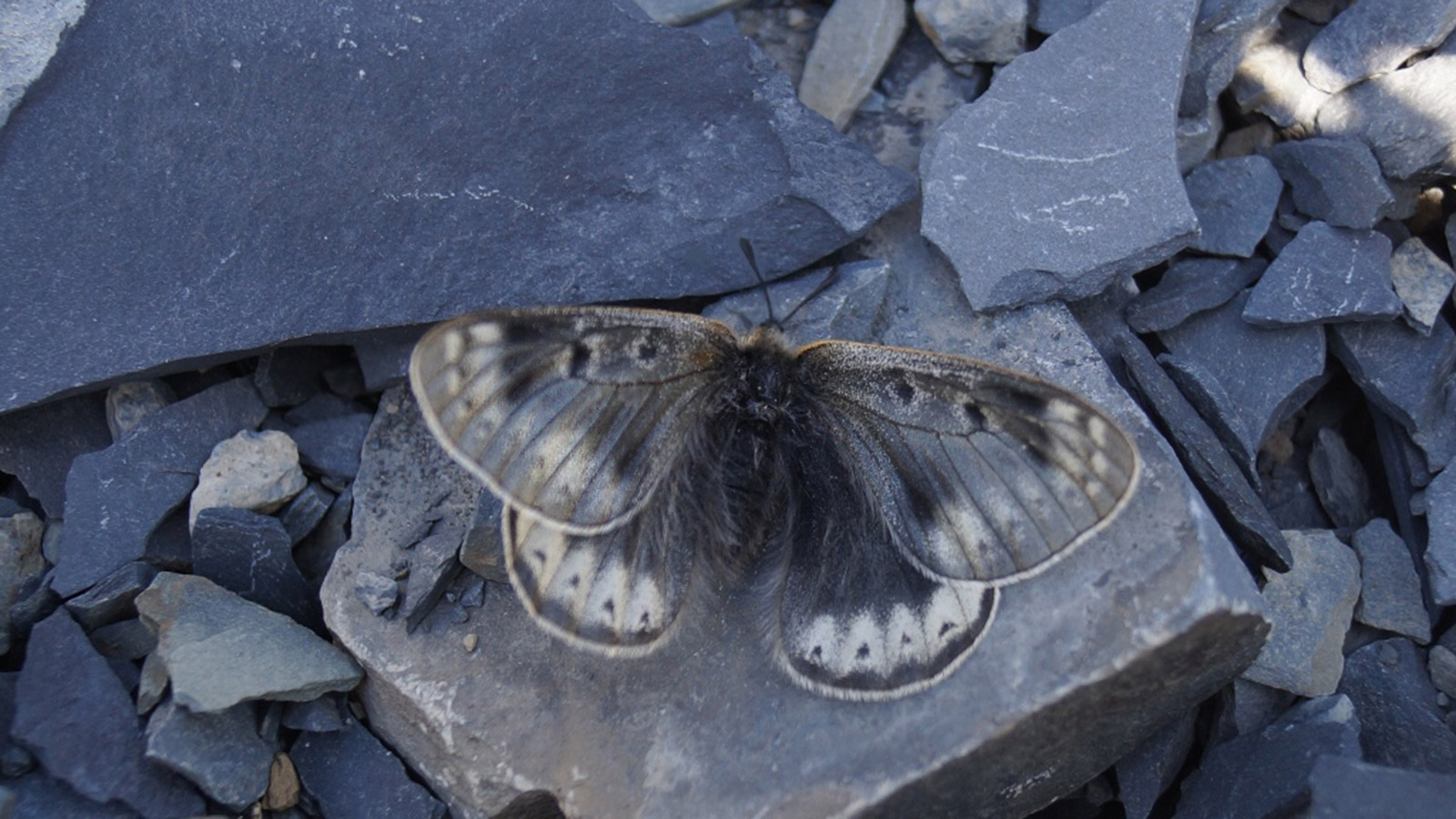 <p>Новый подвид бабочки Аполлон арктический описан учеными ТГУ и АлтГУ</p>