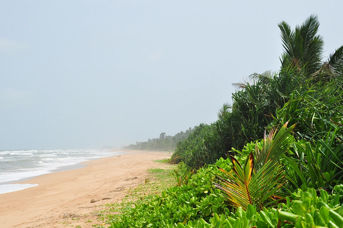 <p>Фрагмент пляжа Бентота, визитной карточки Шри-Ланки</p>