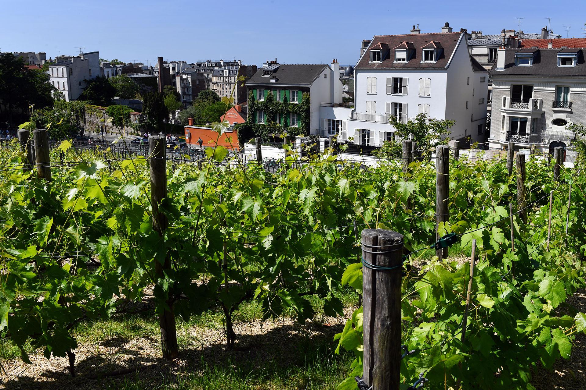 Виноградники Монмартра