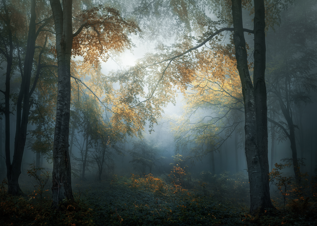 Фото: Veselin Atanasov / 2018 Sony World Photography Awards