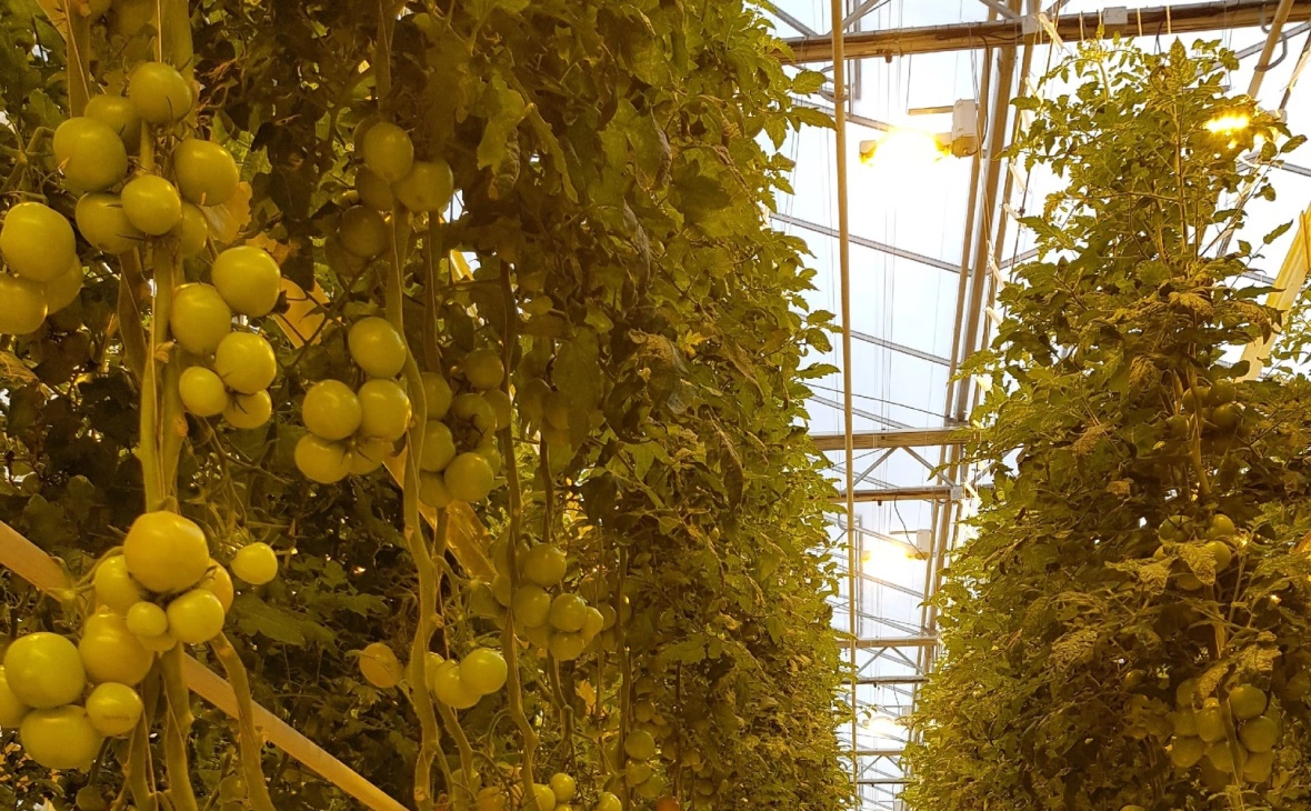 РБК Черноземье