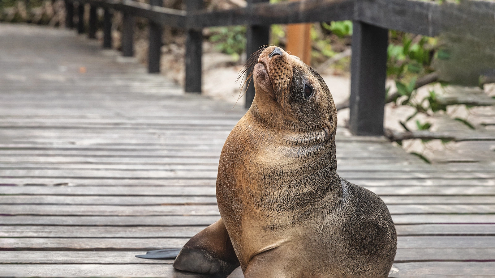 Детеныш тюленя