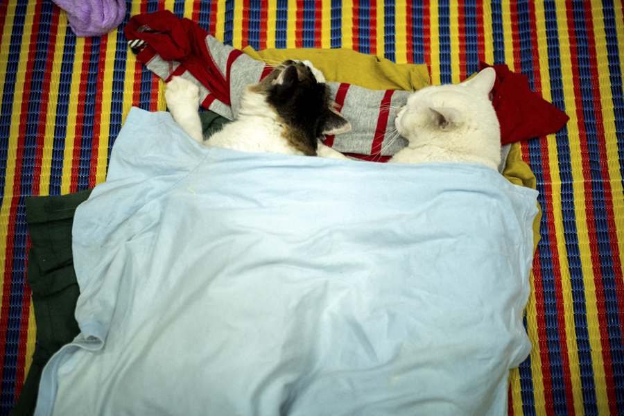 Кошки спят во временном укрытии в районе Хатъяй, пострадавшем от сильного наводнения из-за проливных дождей, которые затронули несколько провинций на юге Таиланда. 26 ноября 2025 года.