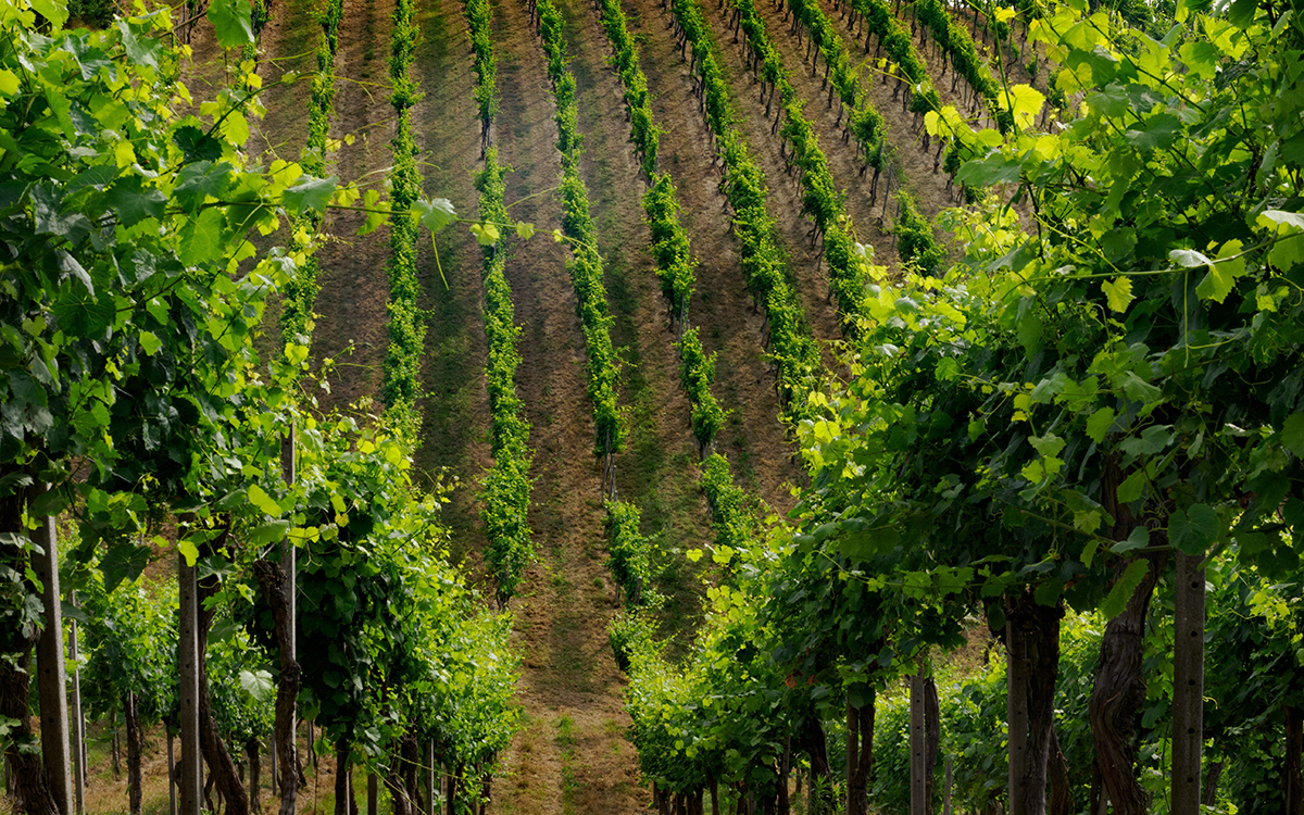 Урожай Пьемонта оказался под угрозой из-за града и штормового ветра