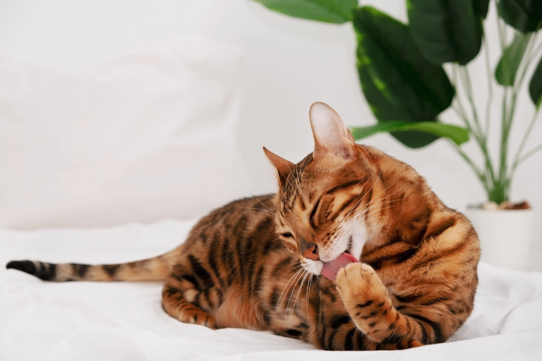 5 самых неприхотливых пород кошек. Они еще и красивые | РБК Life