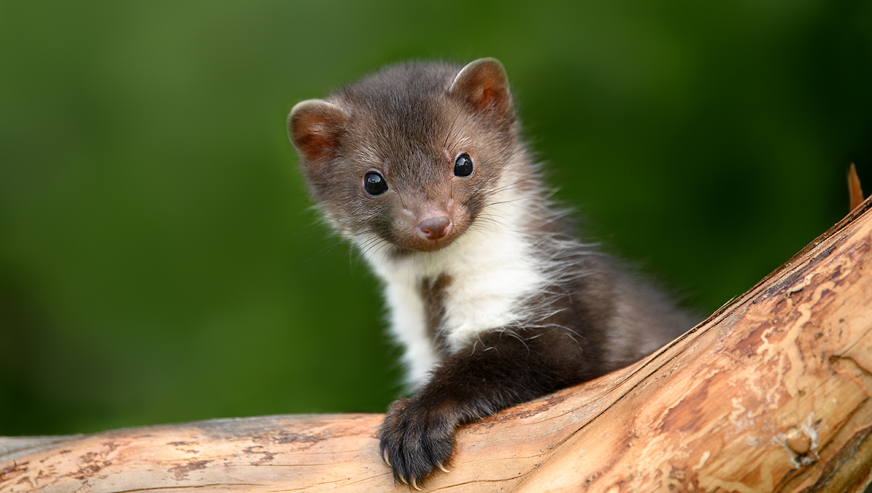 «Закрывайте окна на ночь»: винодел Швец рассказал об укусе бешеной куницы