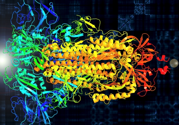 S-белок (шипик) коронавируса SARS-Cov-2. Цвета обозначают главные белковые цепочки