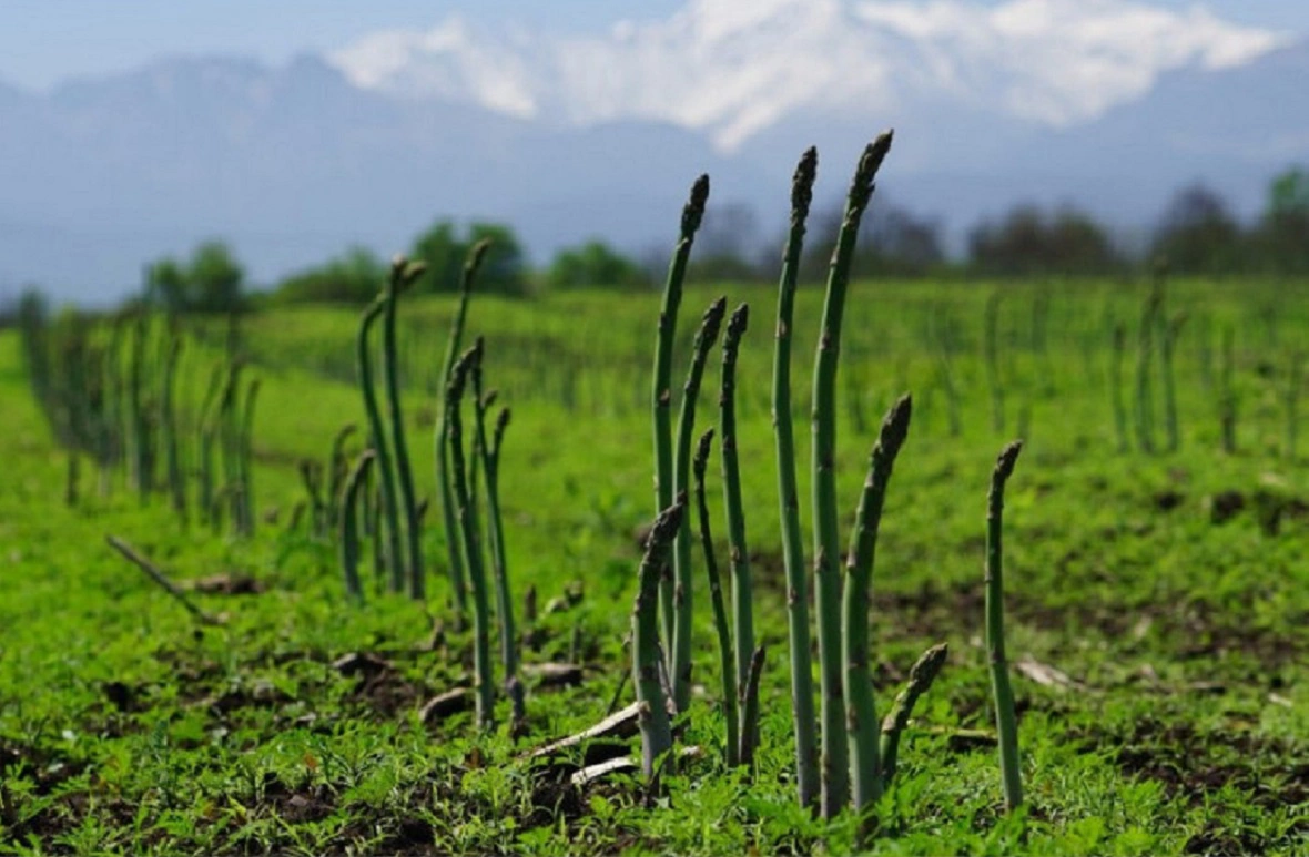 ООО «Долина спаржи»