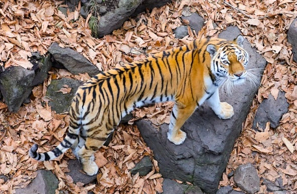 правительство Приморского края