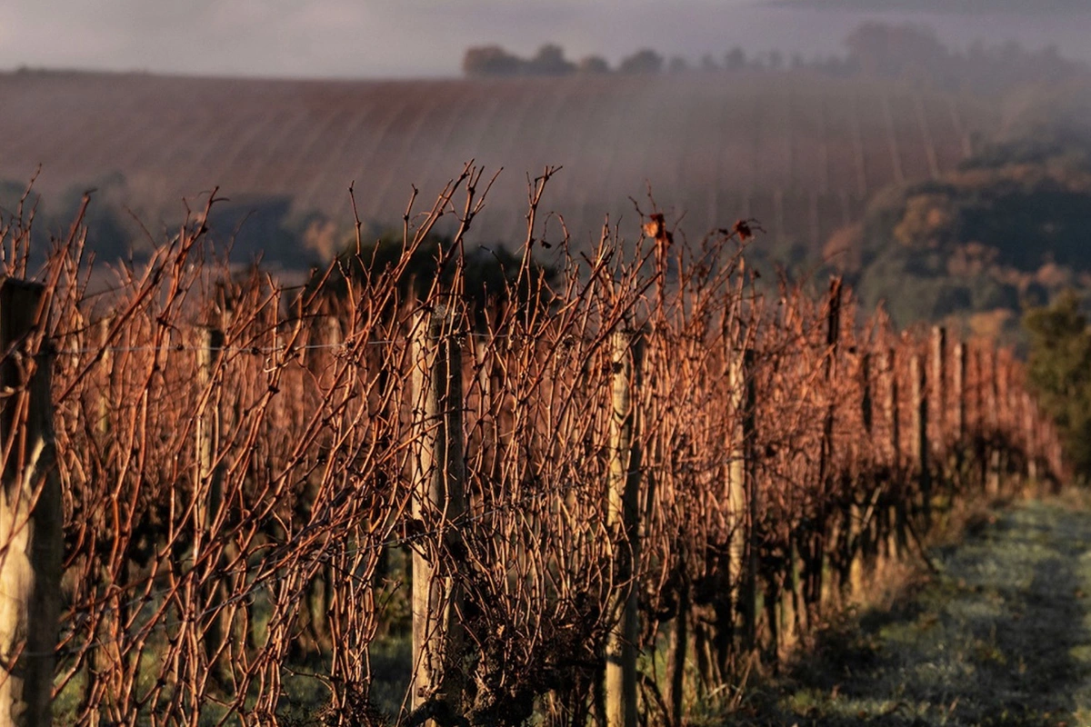 Тосканский винодельческий холдинг Frescobaldi вошел в капитал Tenuta delle Terre Nere, производителя вина на сицилийском вулкане Этна