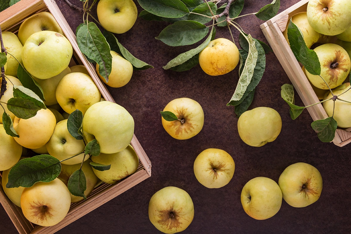 Rebel Apple отвечала за подготовку качественного сидроматериала из самого легендарного русского сорта — «антоновки», признаваемой на уровне культурного кода и обладающей высокой кислотностью и выдающейся уникальной ароматикой