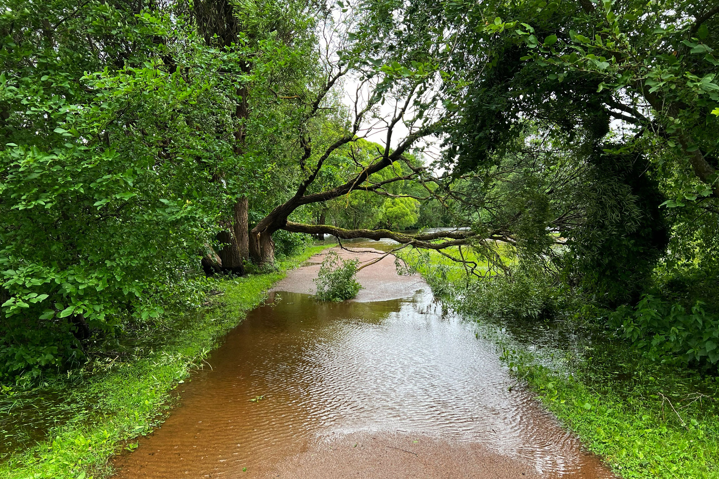 Пострадал исторический парк &laquo;Дубки&raquo;  (на фото) в Сестрорецке. Там затоплены лодочная станция и северные ворота. Повалены семь деревьев, вода дошла до пешеходных дорожек.
