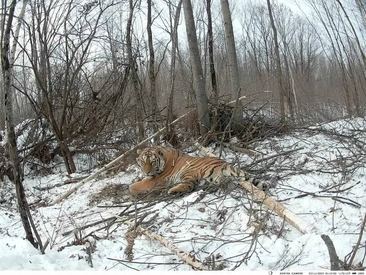 Фото: t.me/demeshin27