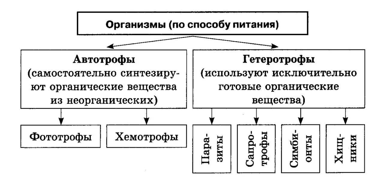 Автотрофы в меньшей степени зависимы от других организмов, поскольку способны самостоятельно производить пищу, а гетеротрофы полностью зависят от других организмов как от источника пищи