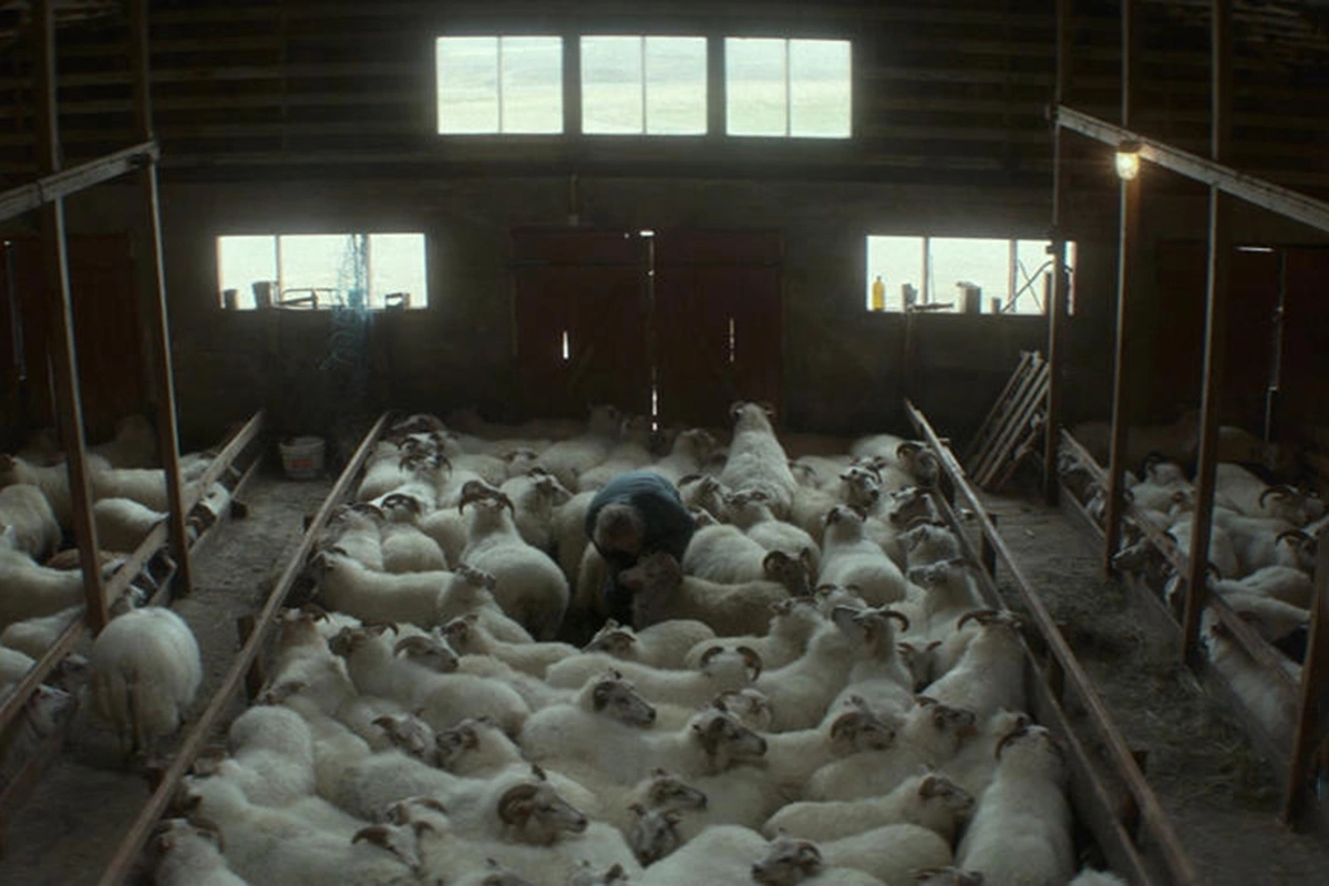 Кадр из фильма «Бараны»