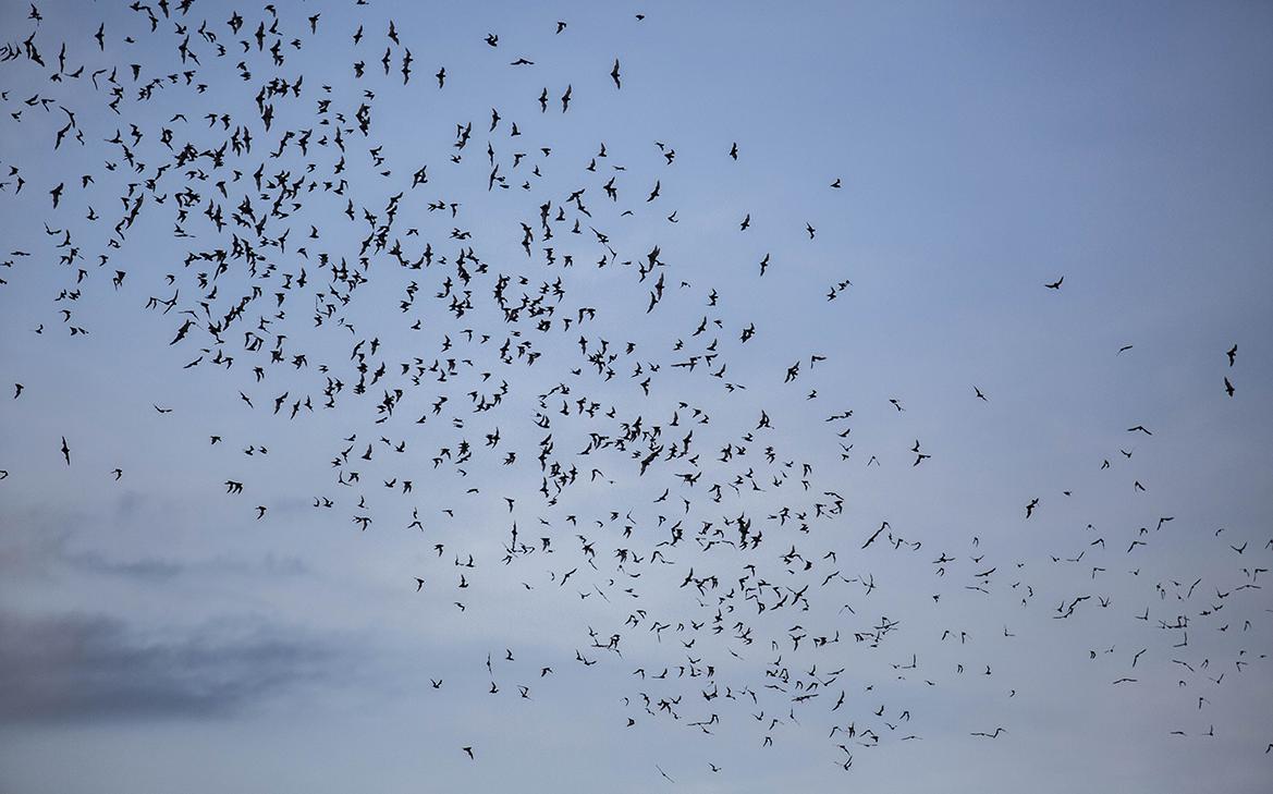 Вирусологи оценили опасность вируса Нипах в России после вспышки в Индии