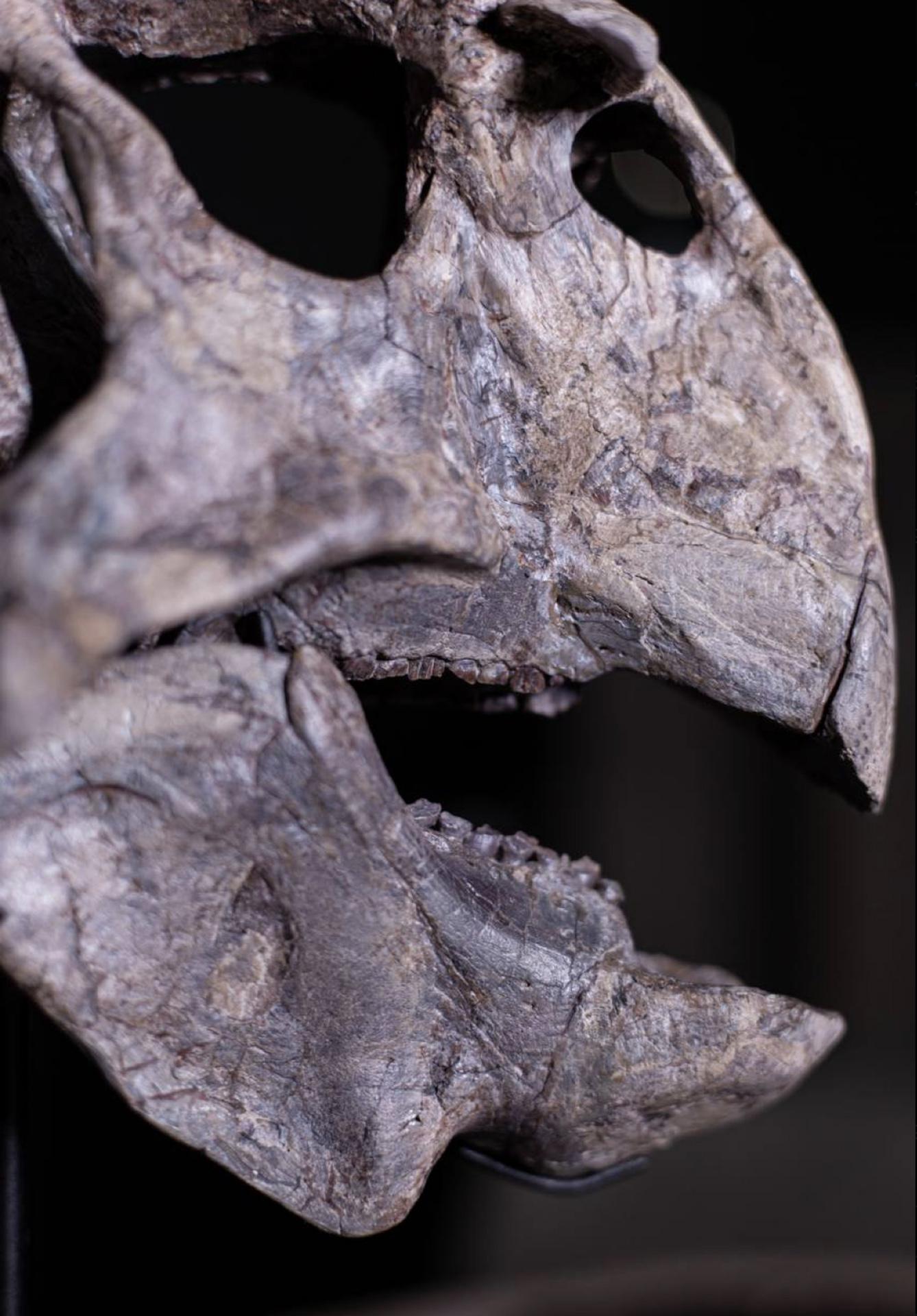 Череп пситтакозавра