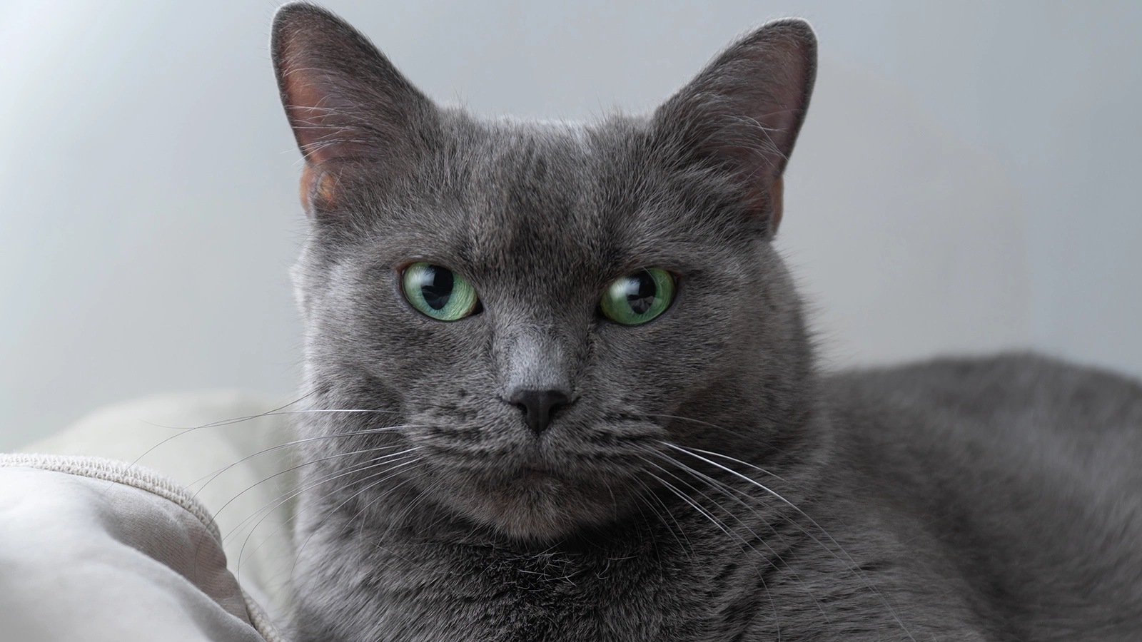 «Анальный тесігі» актрисаның аты кім?