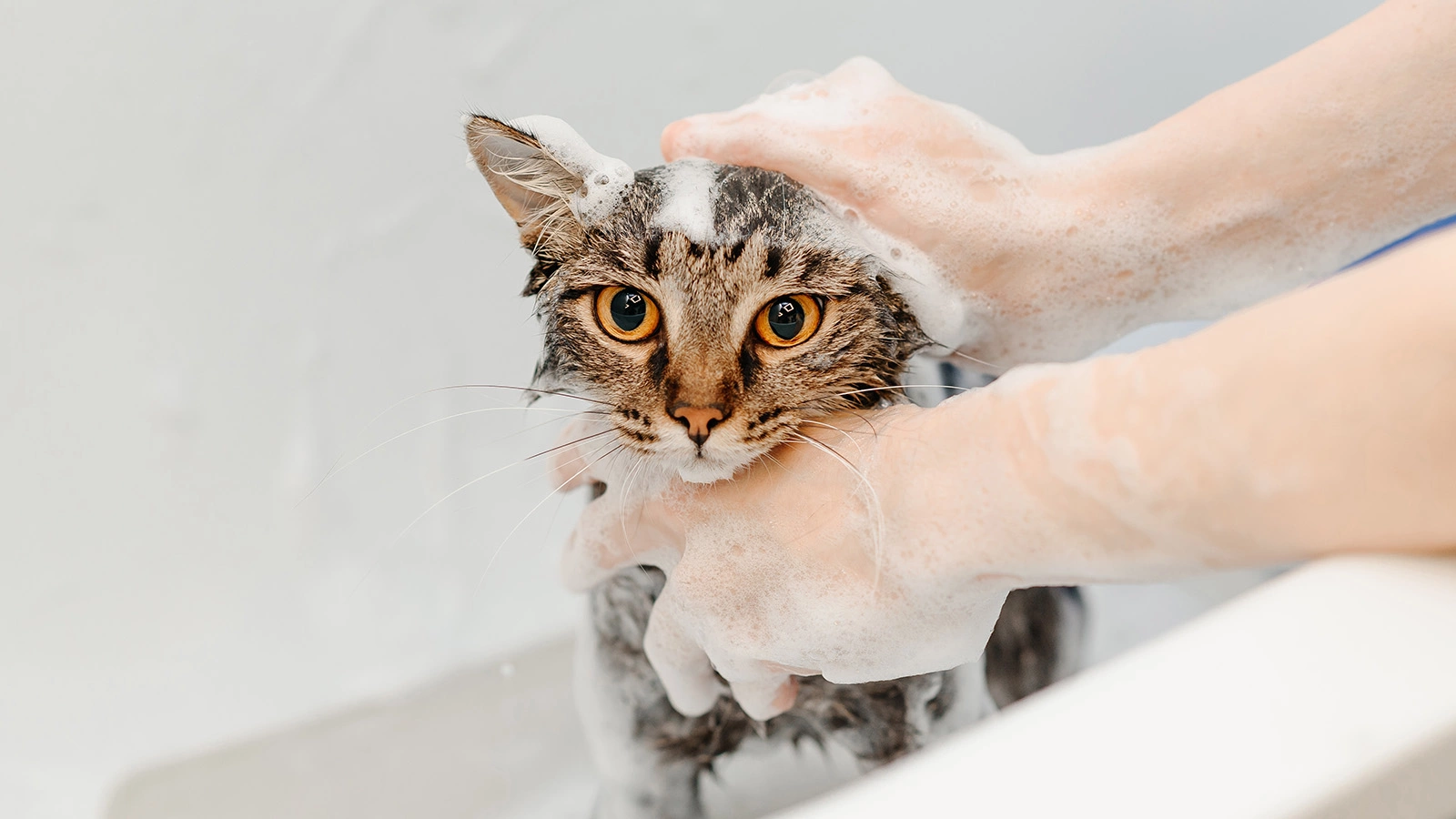 Иногда необходимо помыть животное целиком, например, если сильные загрязнения или нужна обработка шампунем от паразитов