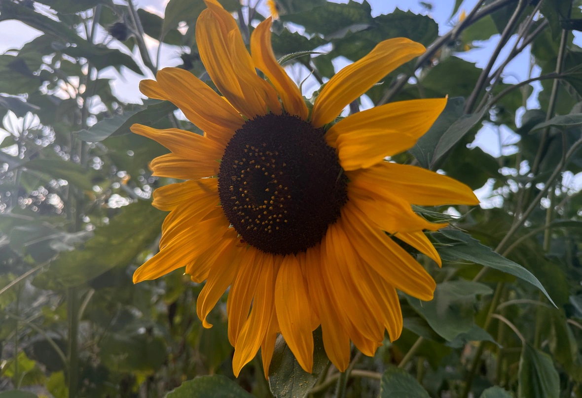 РБК Краснодар