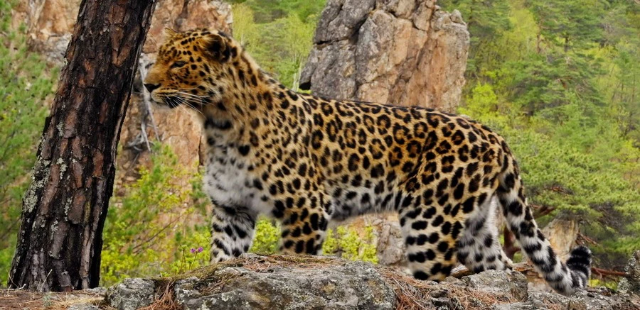 ФГБУ «Земля леопарда»