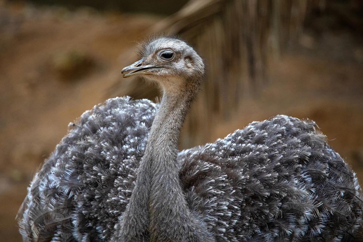 Самцы нанду берут на себя все заботы о потомстве: строят гнездо, высиживают яйца и оберегают птенцов