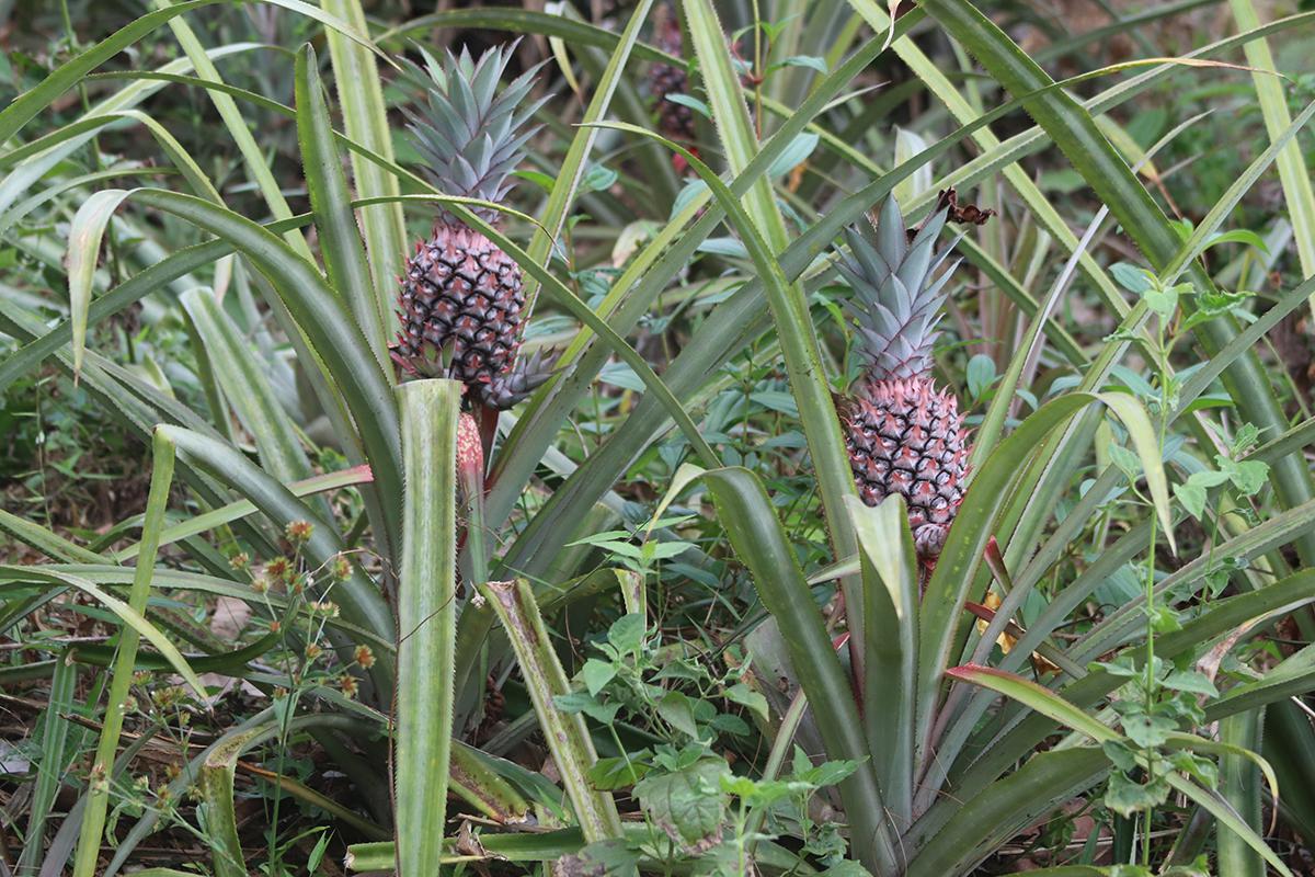 Средняя длина листьев ананаса достигает 90 см, а высота взрослого растения с плодом — 90–120 см