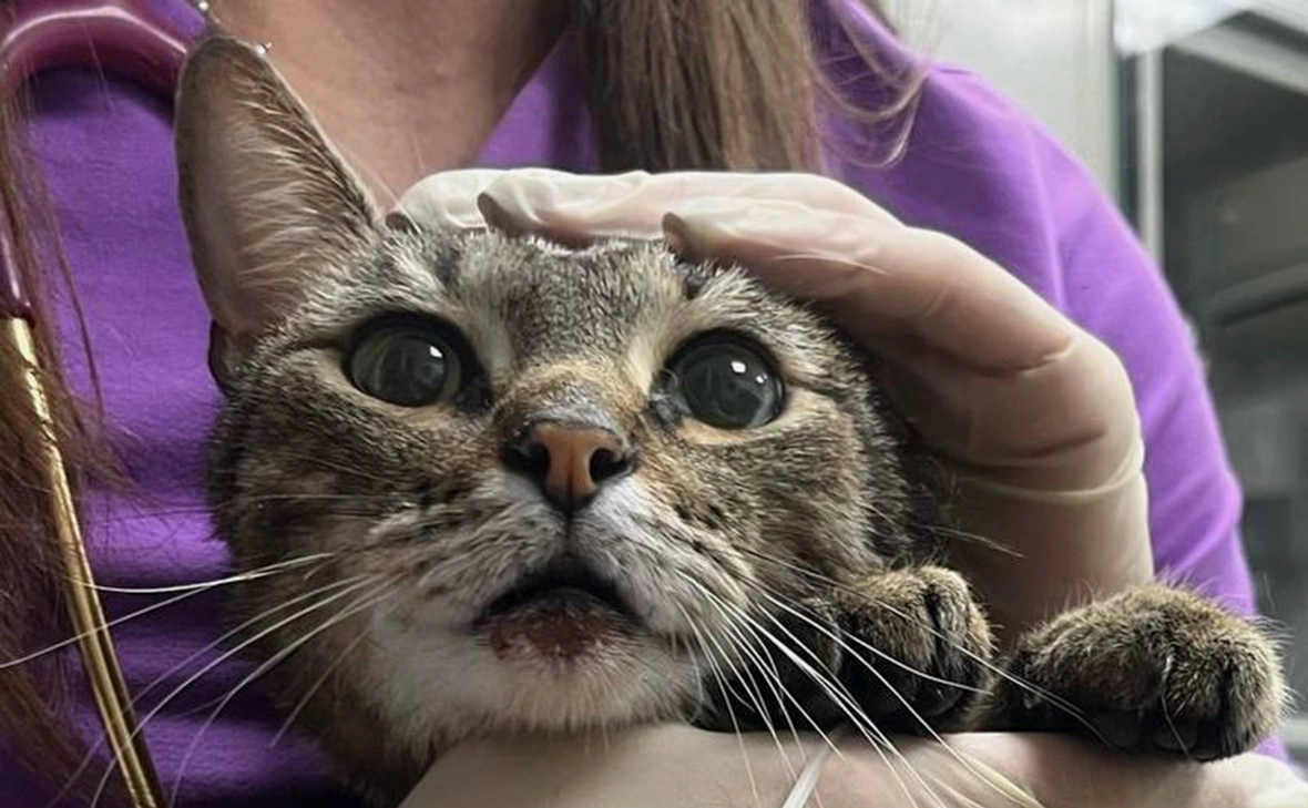 moscowproc / Telegram