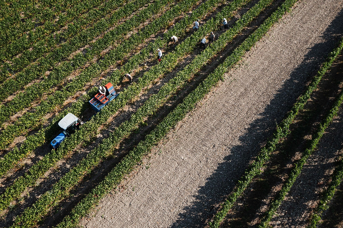 Край вина: о регионе, в котором снимали новый сезон «Время вина: люди»