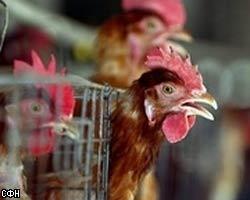 В Японии опасаются очередной вспышки птичьего гриппа