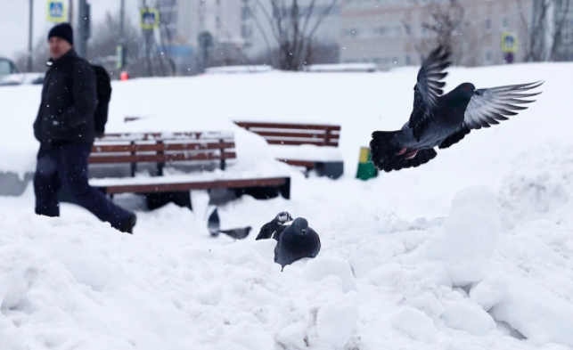 Андрей Любимов / РБК
